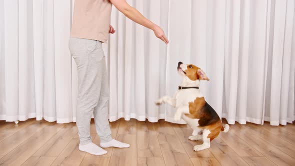 Woman Teach Animal Command