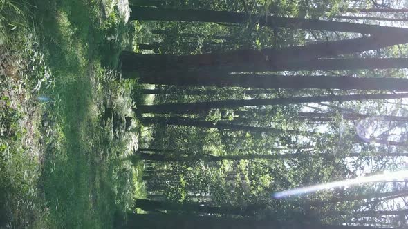 Vertical Video Aerial View Inside a Green Forest with Trees in Summer