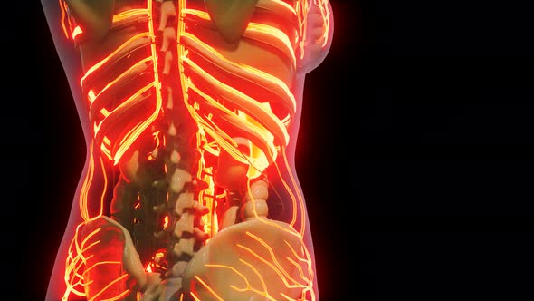 Science Anatomy of Human Blood Vessels