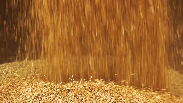 Barley Grains Falling on a Pile.