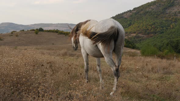 Horse Graze On The Dry Lawn