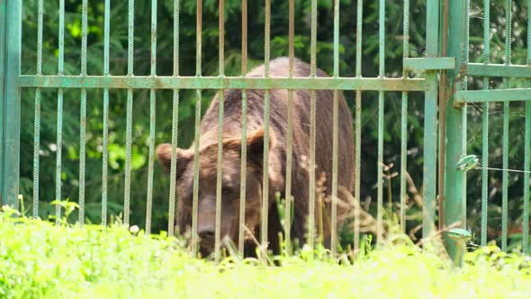 Rehabilitation Center for Bears in the Carpathians Ukrainer an Old Grizzly Bear