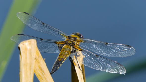 Dragonfly