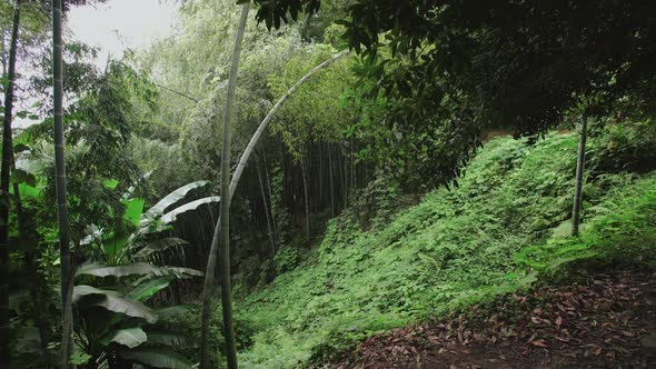 Bamboo Plantation Grove on Slope Overgrown with Ferns in Tropical Forest. Botanical Garden