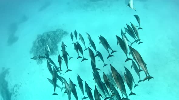 Dolphins swimming in group at the seabed.