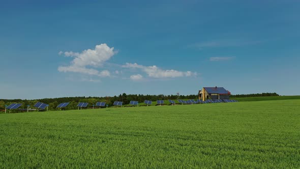 Green agricultural field