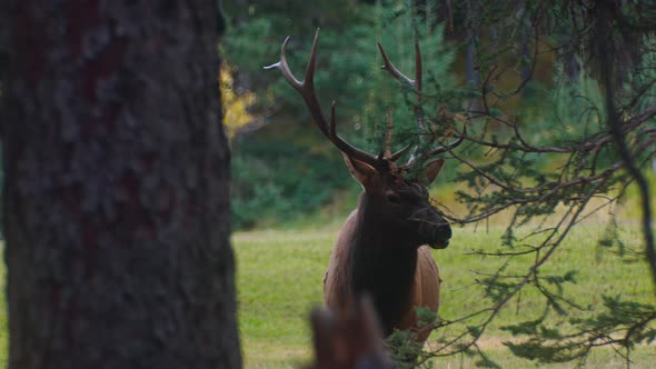 Elk male bull chewing and looking around