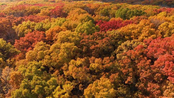 drone flight right over colorful red green yellow and brown autumn leaves 4k Illinois