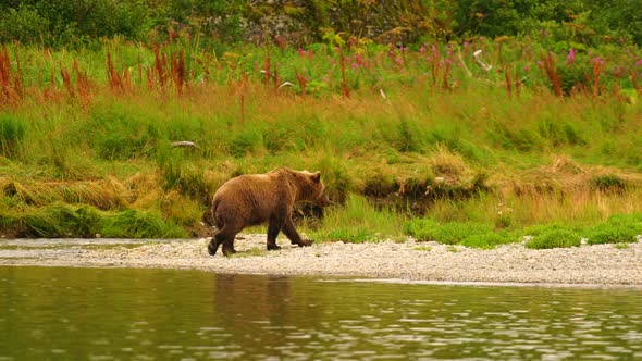 Grizzly Bear Prances and Dances around Fishing for McNeil River Salmon