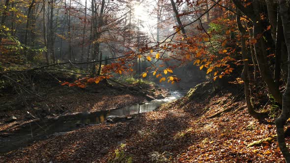 Water shimmering in an autumn forest