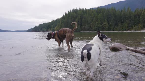 Cute Dogs Boxer and Toy Fox Terrier Playing in Canadian Lake