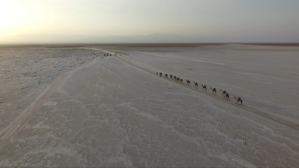 Caravan of camels in the desert.