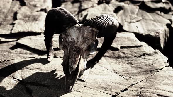 Dry Goat Skull Bone on Stones Under Sun