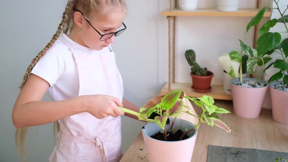 A teenage girl transplants a coleus flower, puts the soil with a scoop in a pot.