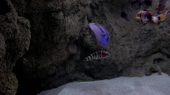 Blue surgeonfish making circles in a marine aquarium. Coral reef fish in a marine aquarium.