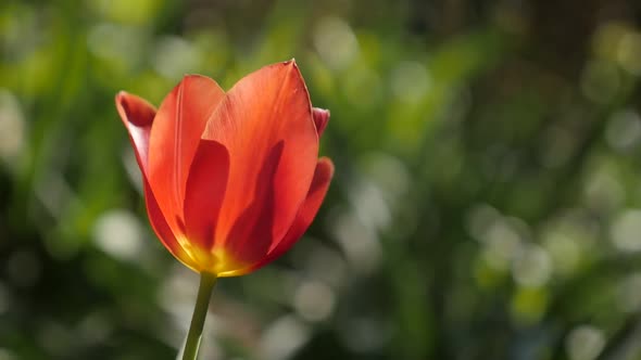 Red tulip lily plant in slow motion close-up 1920X1080 HD footage - Tulipa gesneriana flower bulb  i