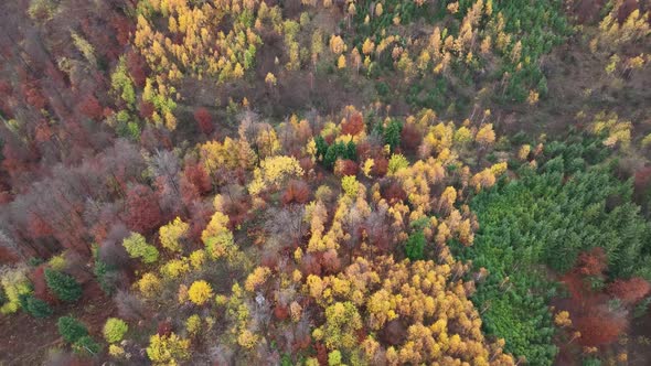 Autumn Sunrise in the forest