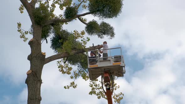 Two Male Service Workers Cutting Down Big Tree Branches with Chainsaw From High Chair Lift Platform