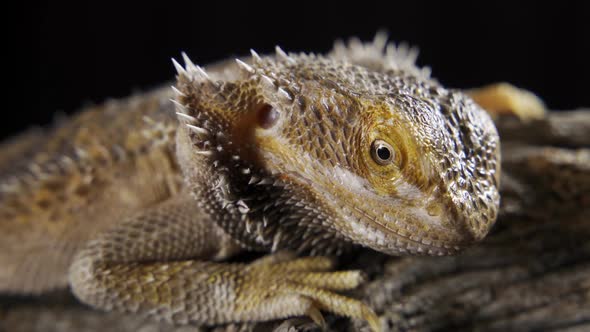 Pogona Vitticeps or Bearded Dragon Closeup Shot