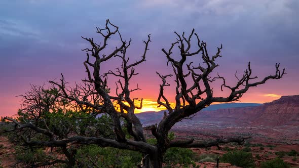 Timelapse of vibrant colors in the sky looking through dead Juniper bush