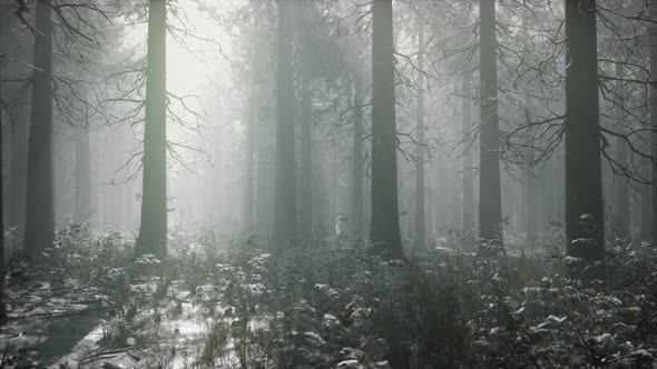 Winter Snow-covered Forest on a Cloudy Day