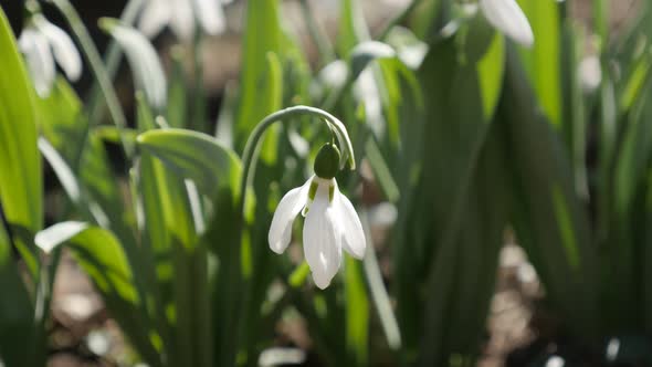 Galanthus nivalis blossom in the garden close-up 4K 2160p 30fps UltraHD footage - Beautiful common s