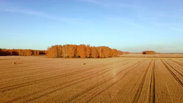 Aerial View Rolls Haystacks Straw on Field Harvesting Wheat