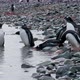 MS Group of Gentoo Penguin (Pygoscelis papua) chicks on rocks by water / Cuverville Island, Antarcti - VideoHive Item for Sale