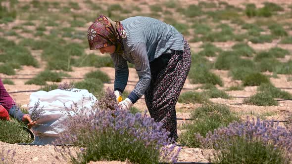 Woman Farmer