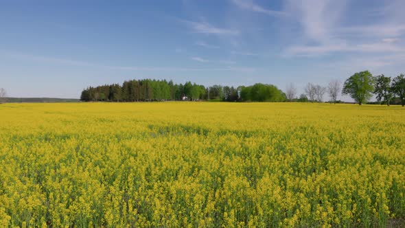 Beautiful summer view of flowering rapeseed field against blue sky. Sweden.
