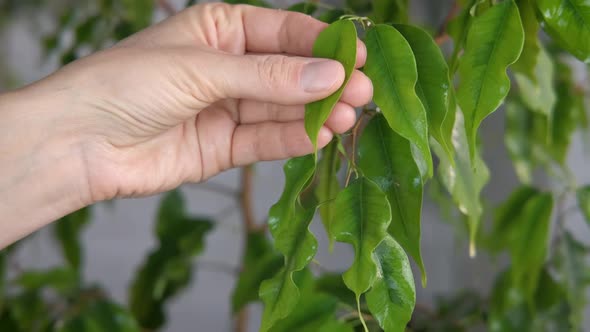 Woman hand with houseplant. 