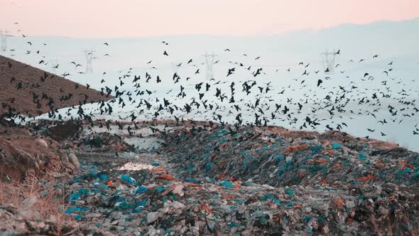 Crows are Flying Overgarbage Hill