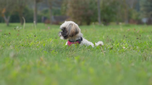 Shih Tzu Dog Looks Around Lying in Green Field Grass in Park