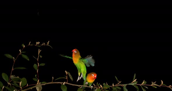 Fischer's Lovebird, agapornis fischeri, Pair standing on Branch, taking off, in flight