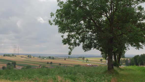 Tree By The Road And Agriculture Field