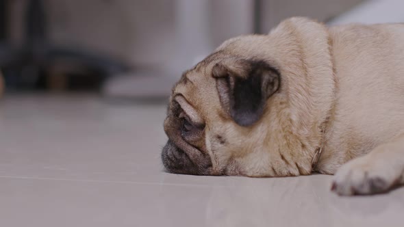 Cute dog pug breed lying and sleep on ground with funny and stressed face