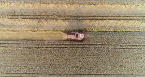 Combine Harvester Harvesting Agricultural Wheat Field