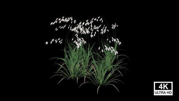 Leaning Meadow Grass Growing alt