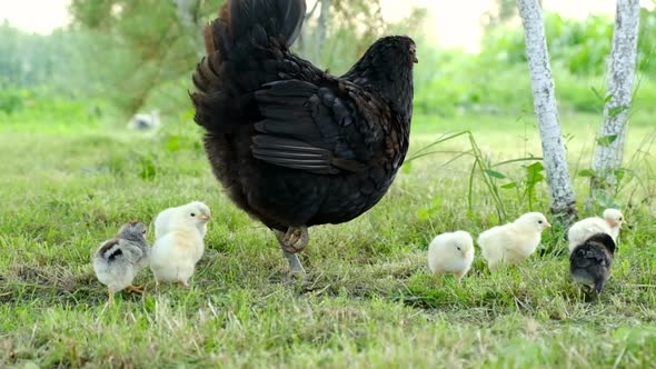 Yellow Chicks Walk with Their Mother in the Garden Pecking at the Grass