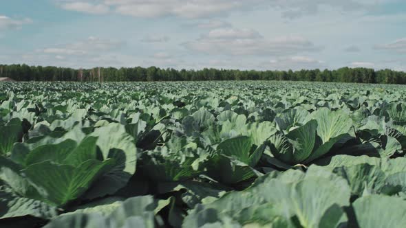 Cabbage Growing On Farm Field