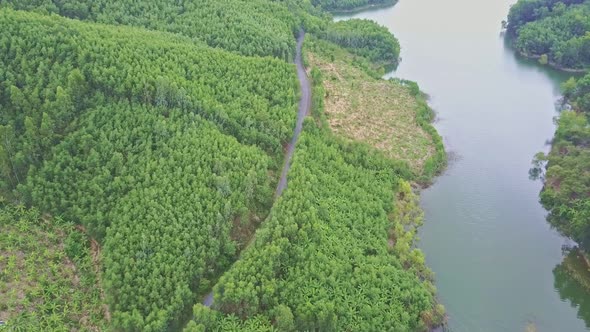 Aerial View Paper Tree Plantations By Road Along Lake Creek