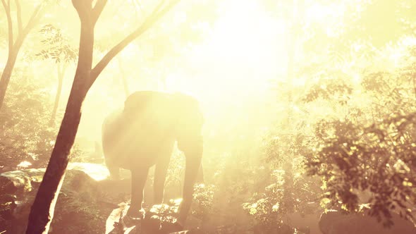 Elephant in Tropical Forest with Fog