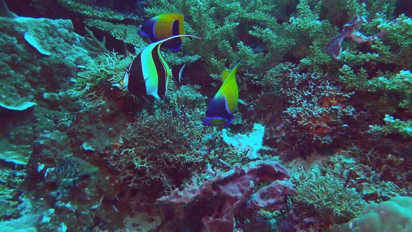 two blue girdled angelfish and a moorish idol feed on a coral reef