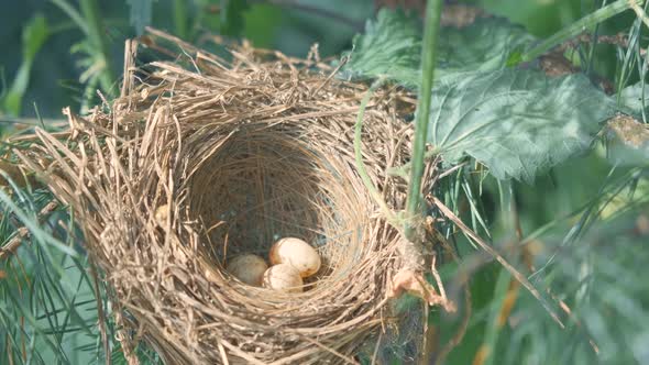 The house of a wild bird with eggs hangs on a tree in the forest.