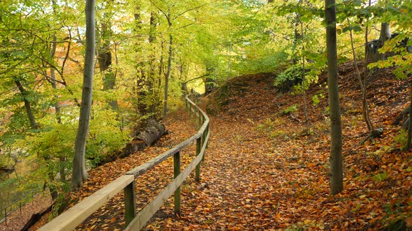 path in the autumn forest