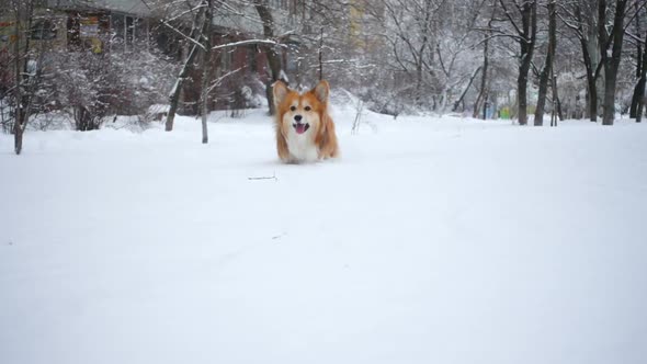 Corgi Fluffy Puppy Winter Walk 19