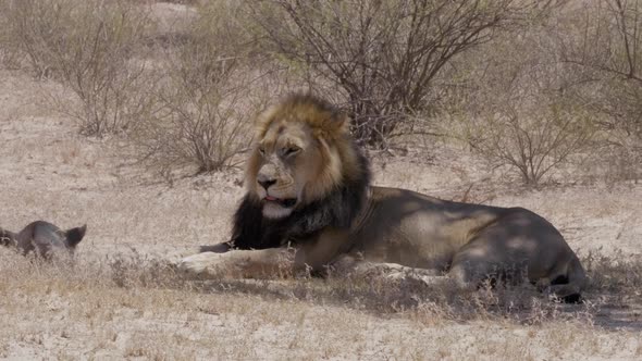 Black Maned Lion Resting in Shade on a Hot, Dry and Windy Afternoon on the African Savanna