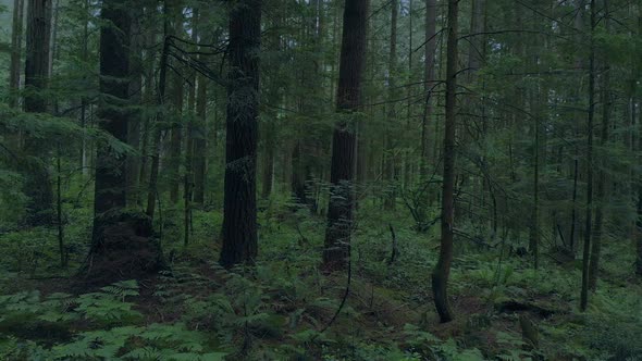 Moving Above Forest Floor In The Evening