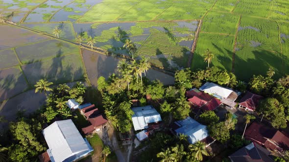 Aerial view shadow of coconut tree