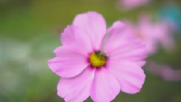 Bee pollinating pink flower, slow motion closeup rack focus